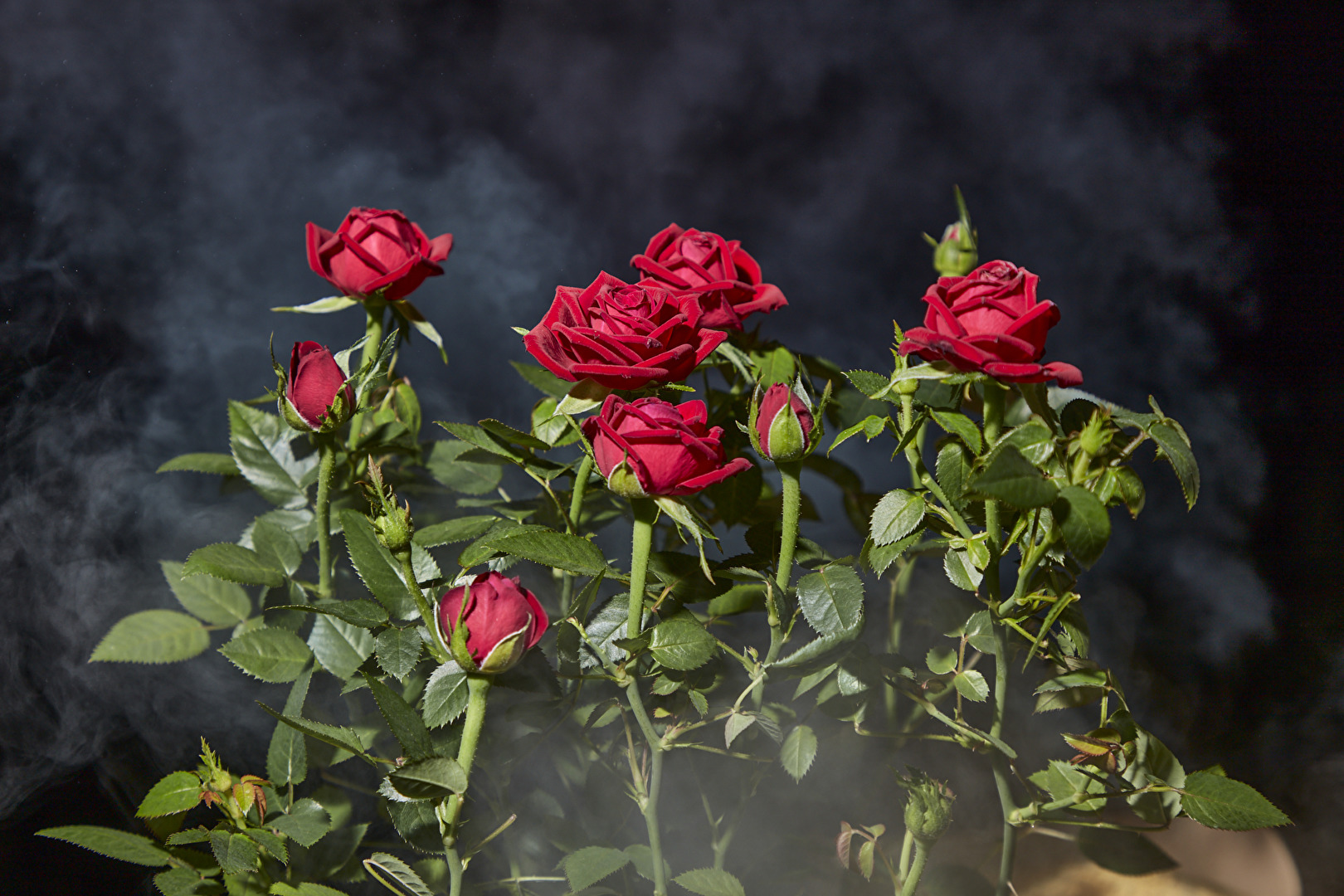 Heckenrose, Nacht & Nebel