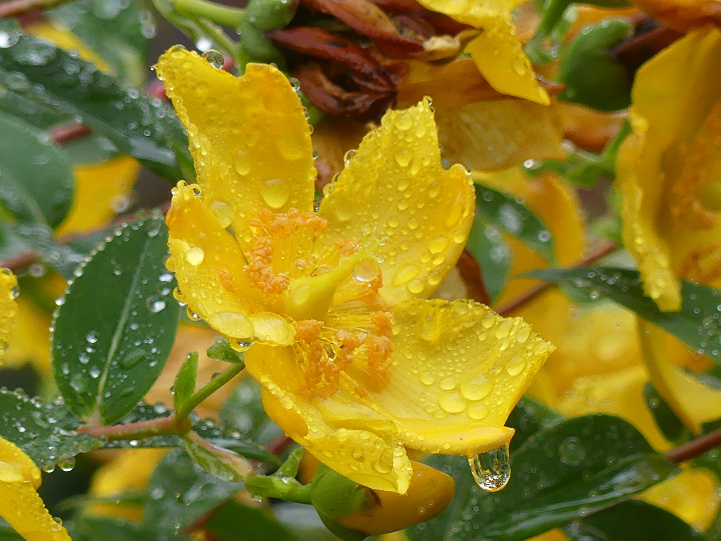 Johanniskraut im Regen