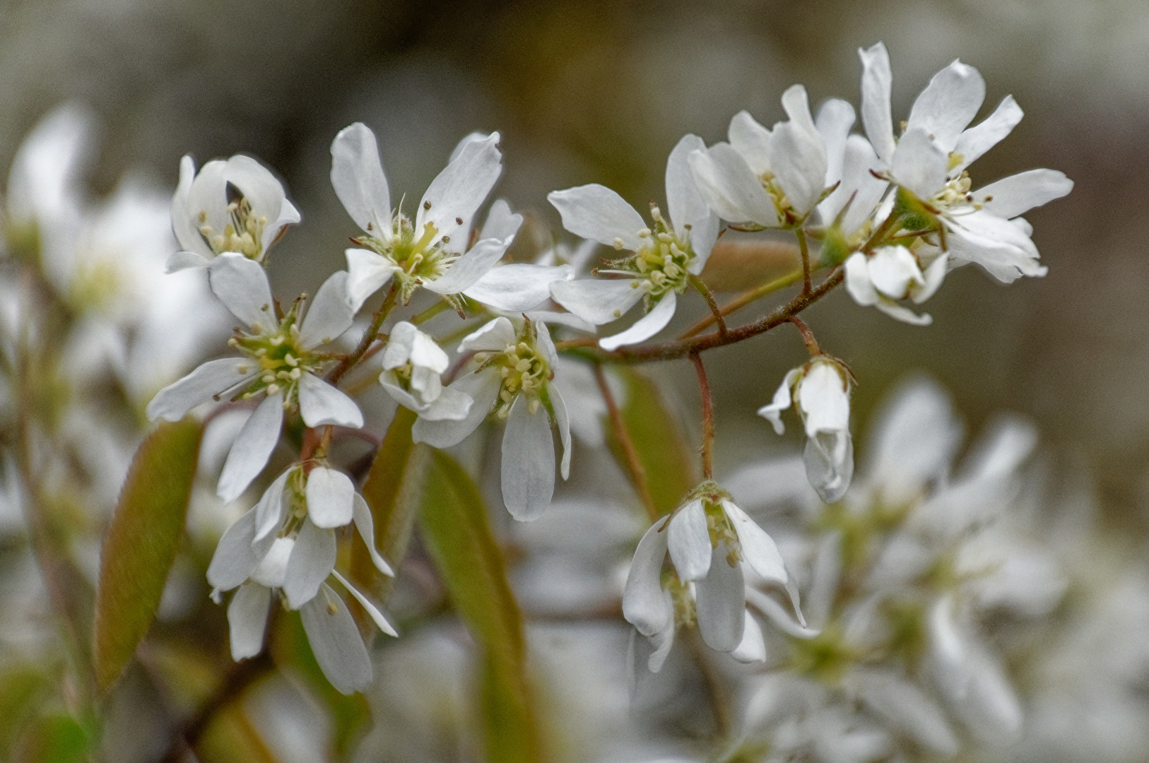Blüten