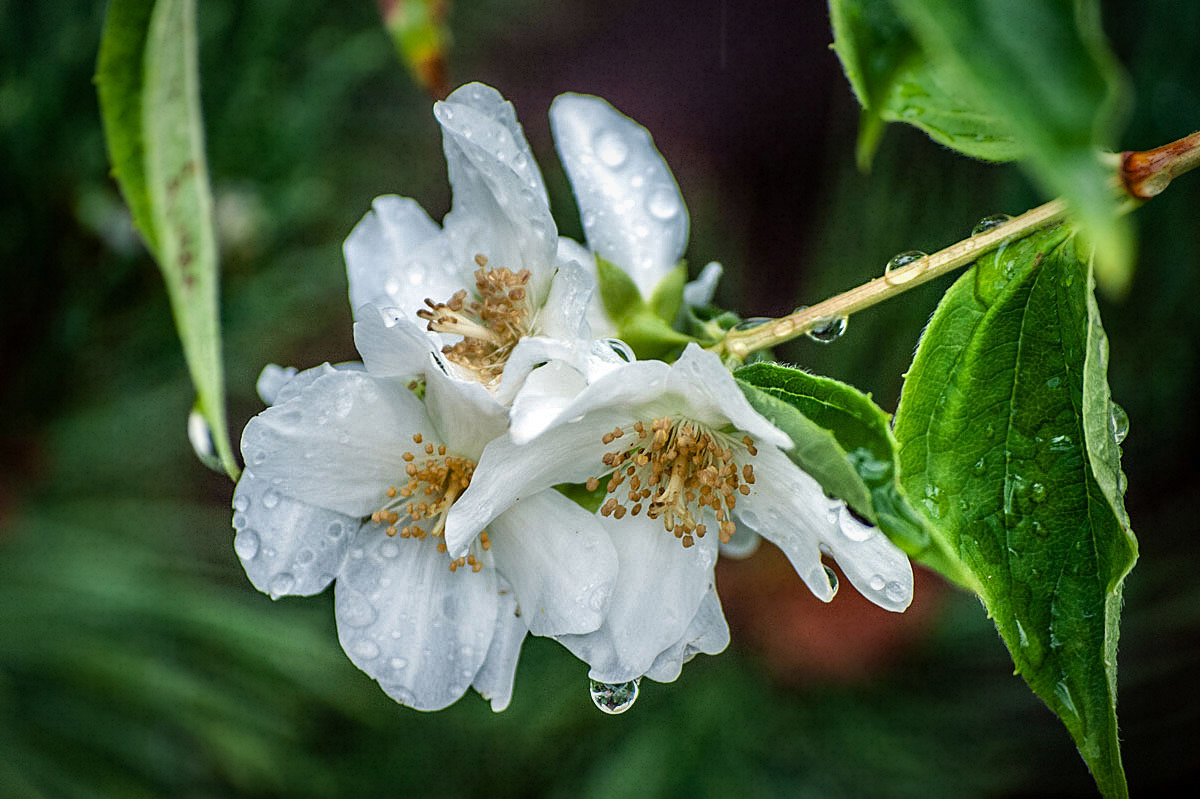 Nach dem Regen...