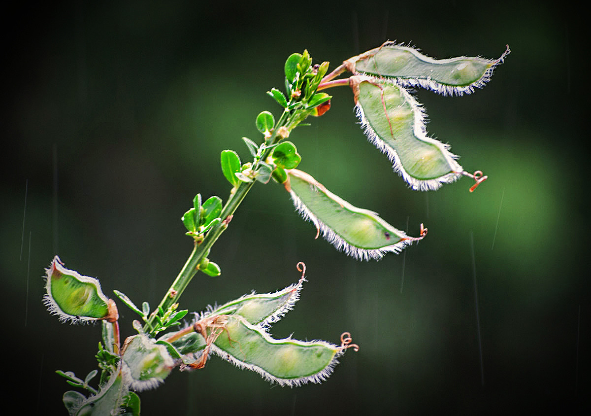 Ginster im Regen