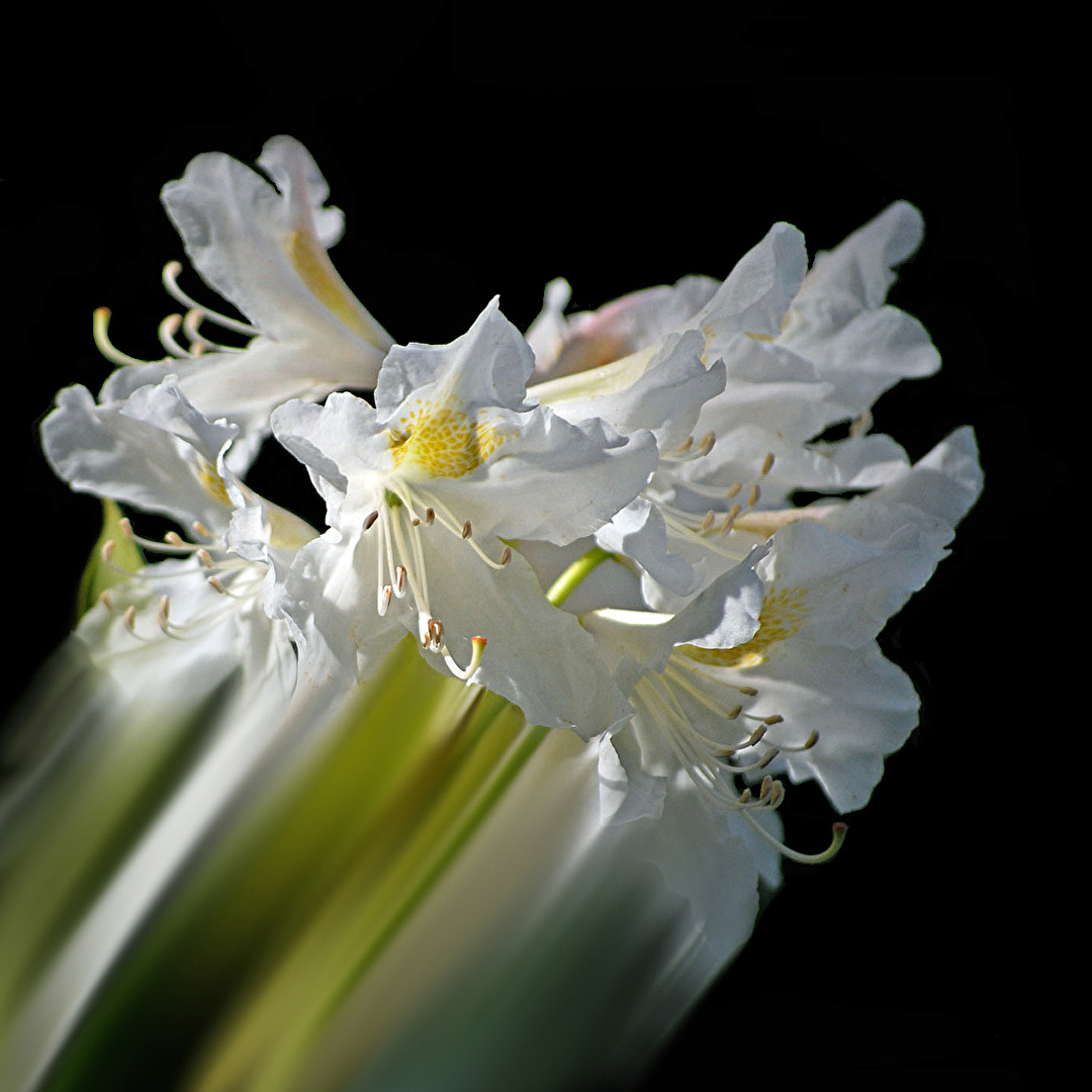 Flug-Rhododendron... ;-)