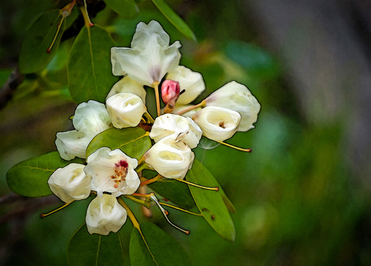 Rhododendron...