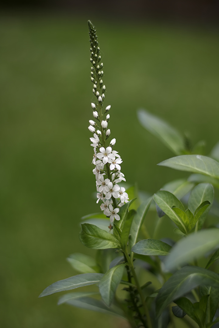 Ein Schnee-Felberich in der Frühblüte