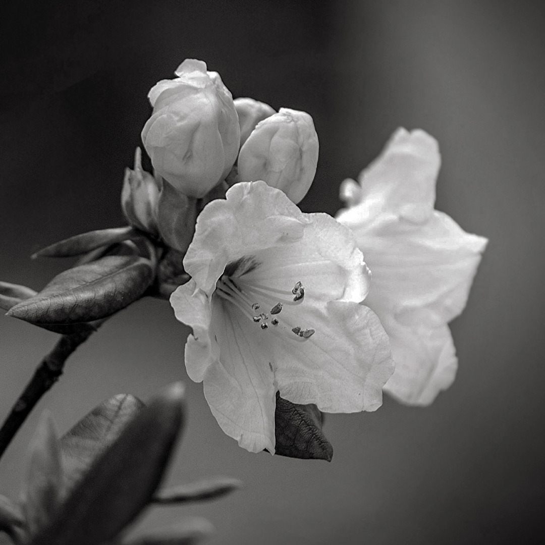 Rhododendron