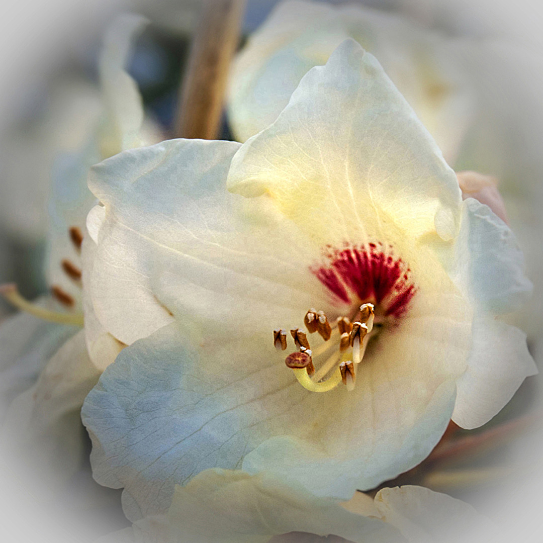 Rhodo...