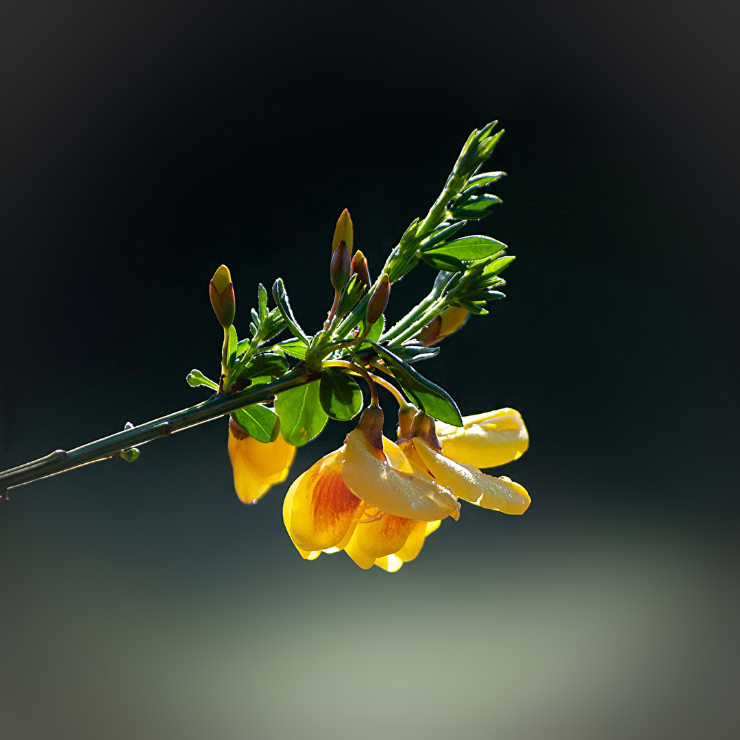 #Gegenlicht Ginster