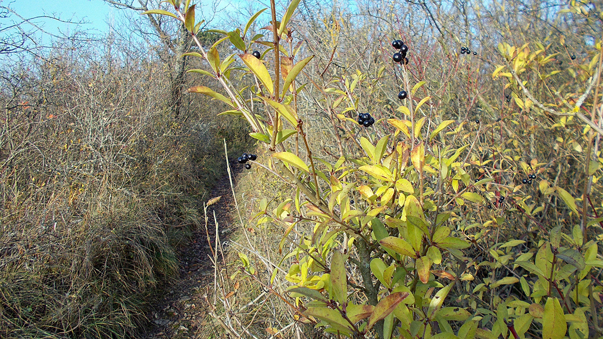 Die letzten Beeren im Dezember