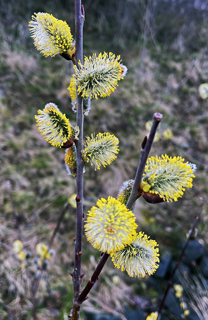 Sträucher