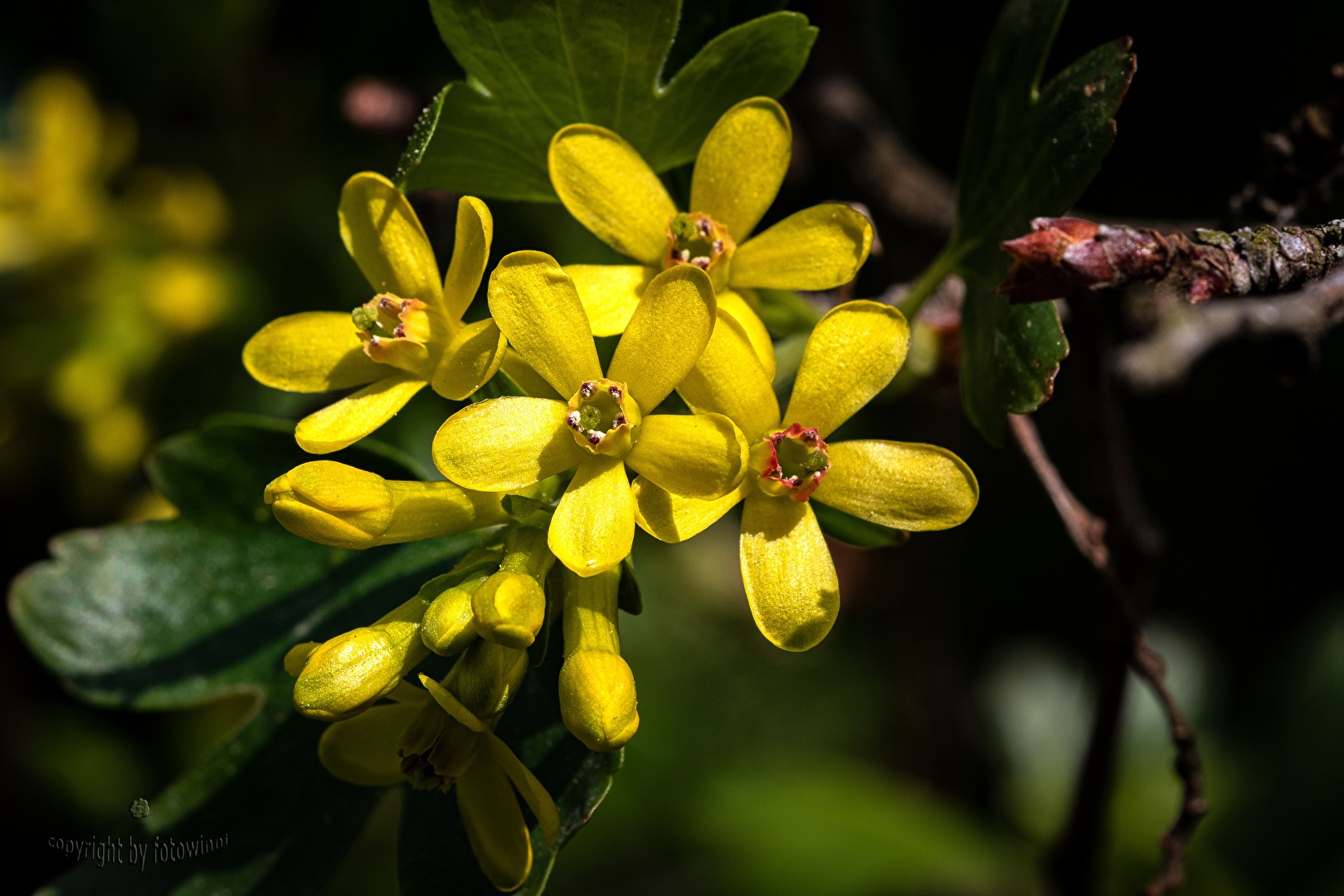 #Gelb - Blüte der Goldjohannisbeere