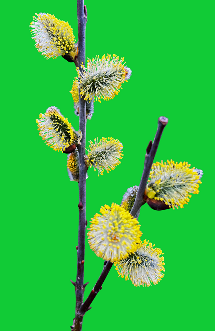 Sträucher