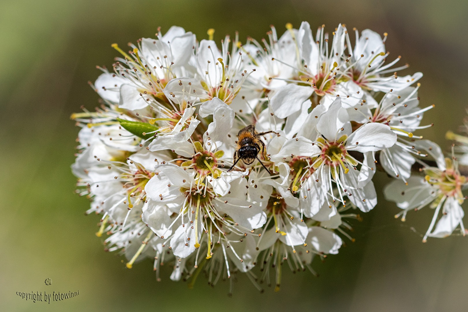 Schlehenblüten mit Wildbienenbesuch