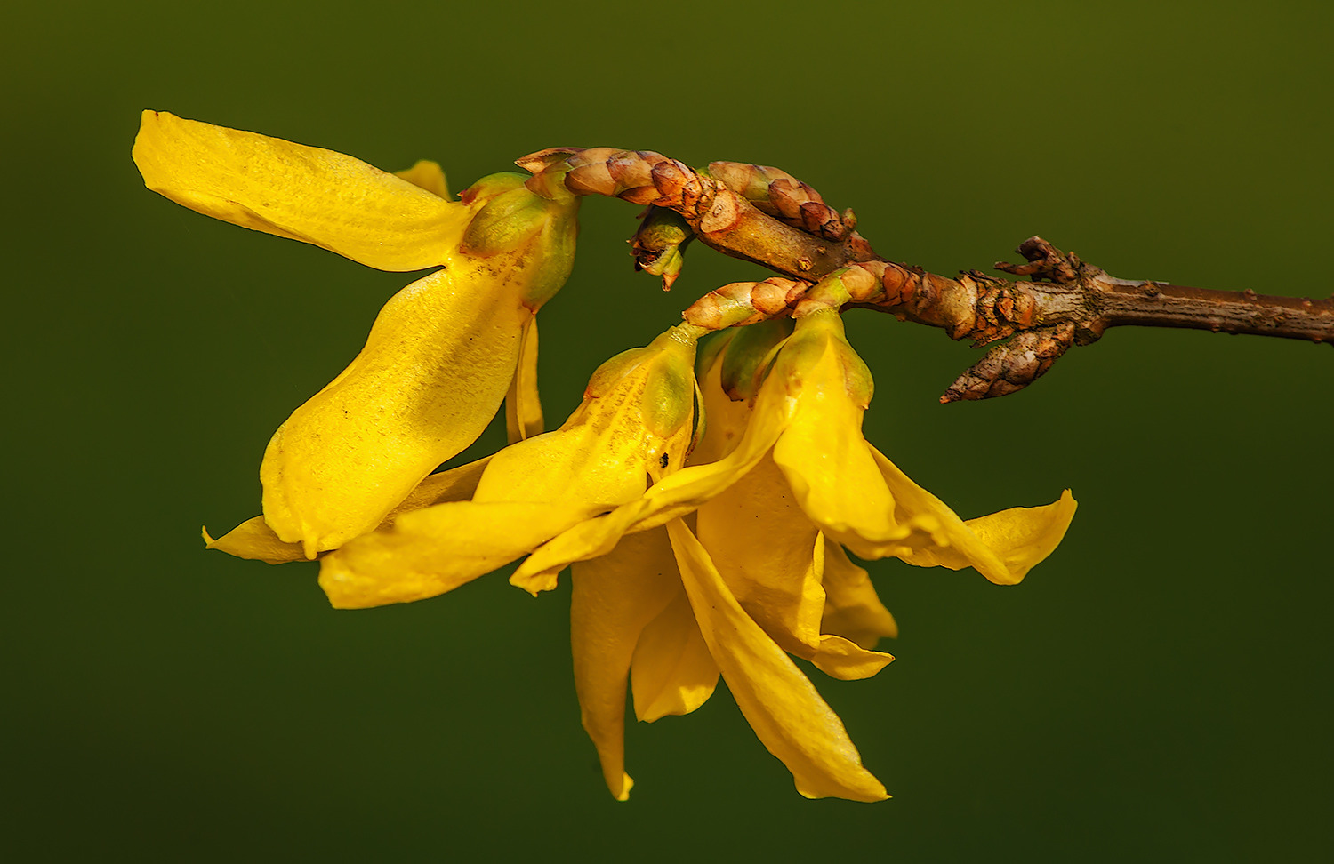 Forsythie (Forsythia x intamedia)