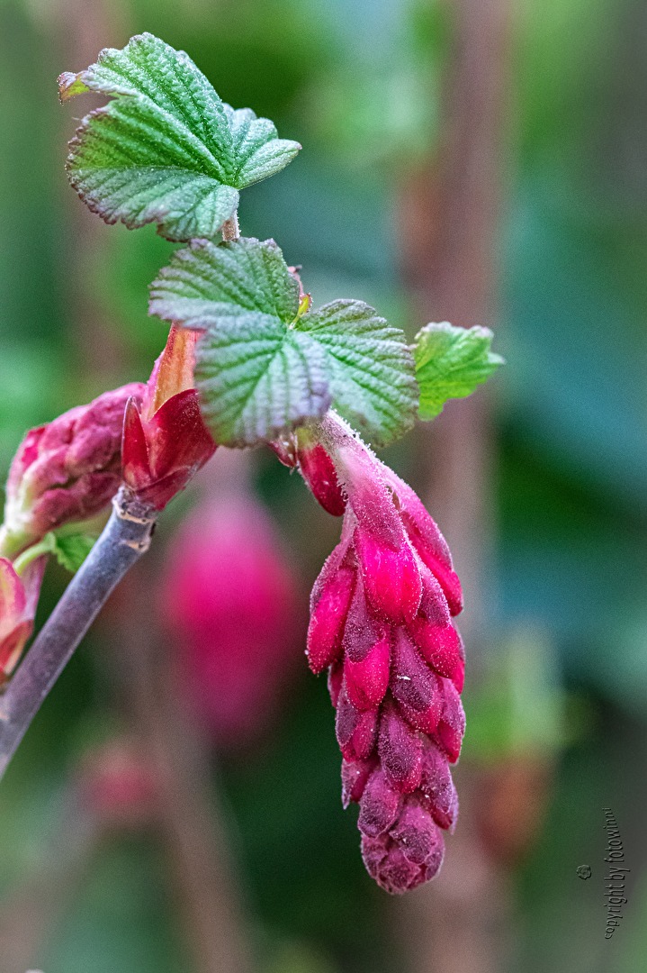 Blütenknospen der Blutjohannisbeere