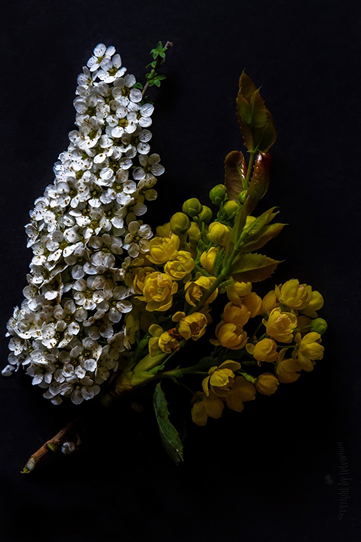 Berberitze (Mahonie) und Brautspiere