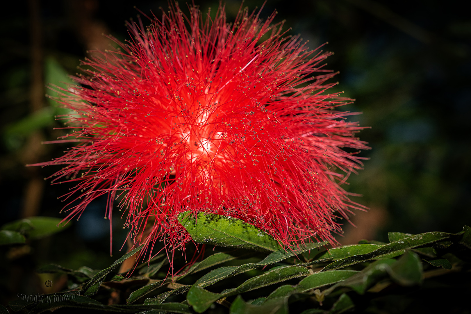 Blüte des Puderquastenstrauchs