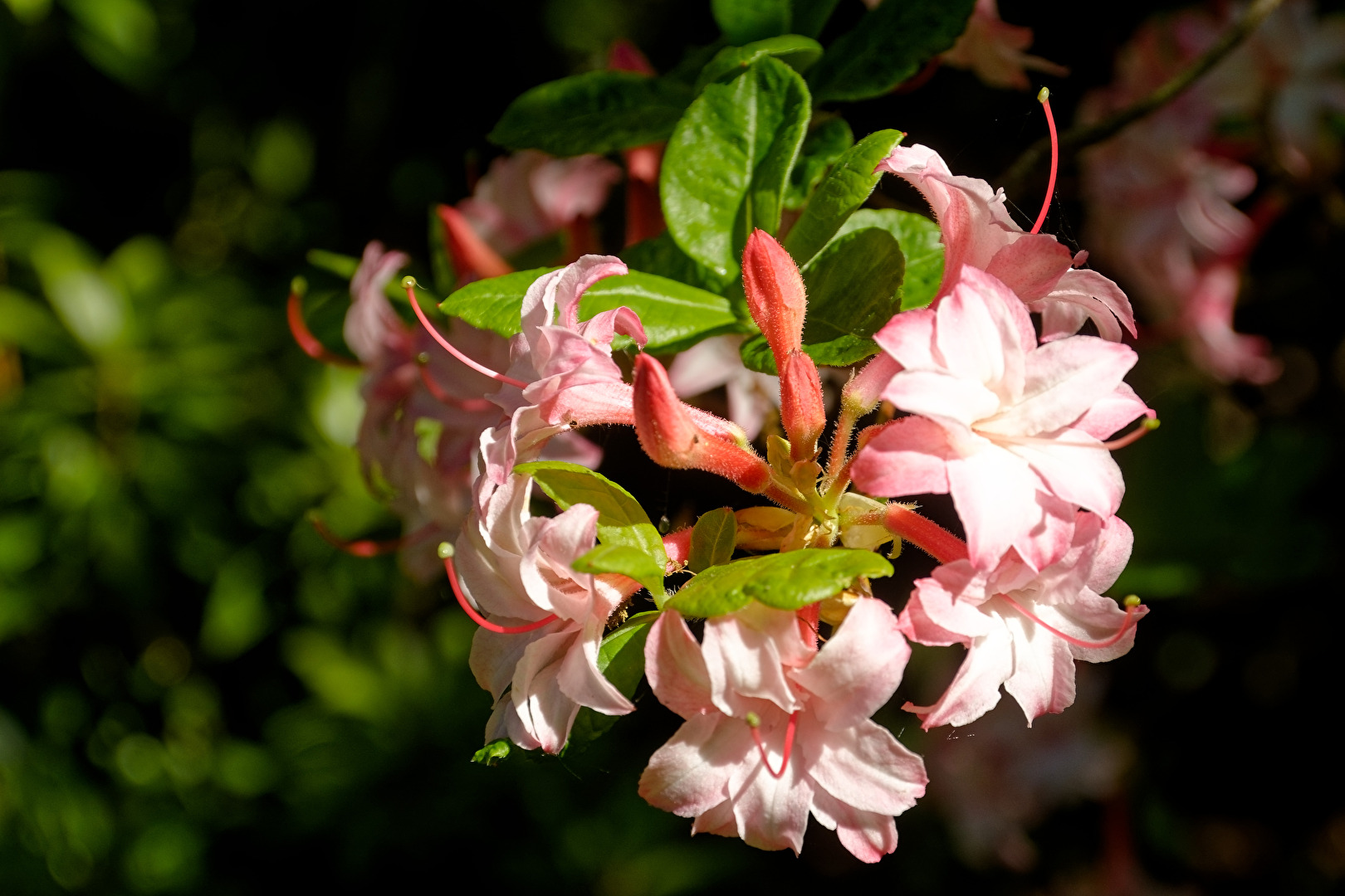 Rhododendron