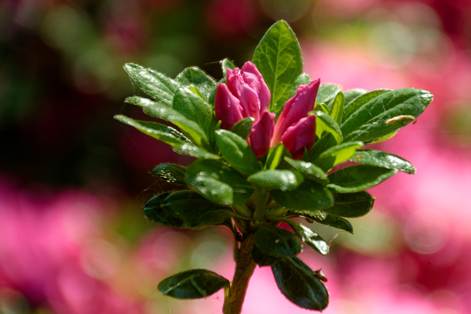 Rhododendron