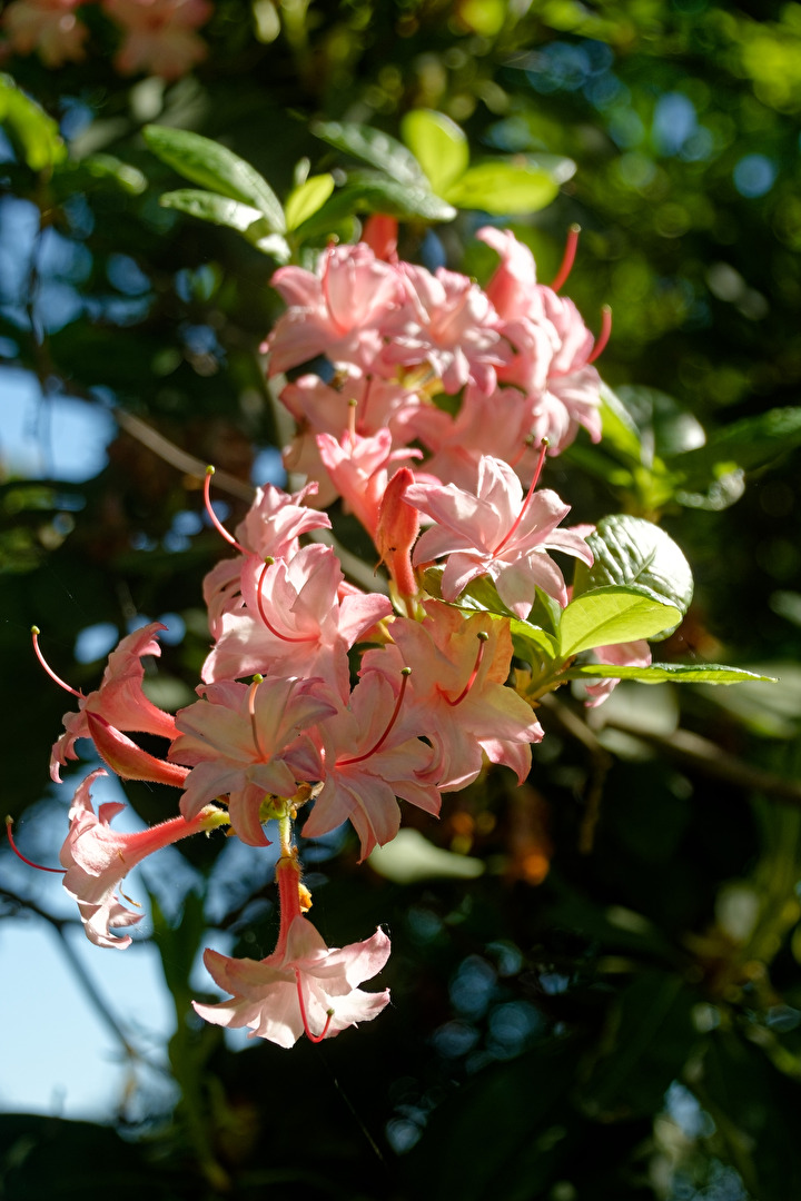 Rhododendron