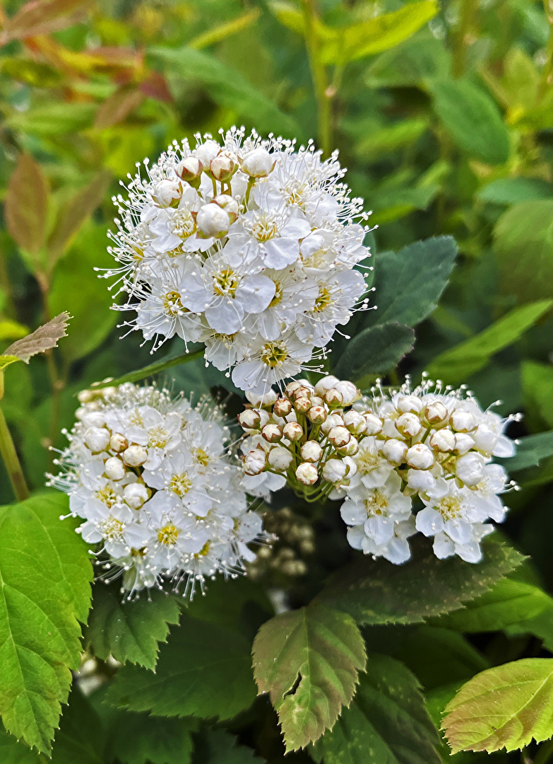 Sträucher