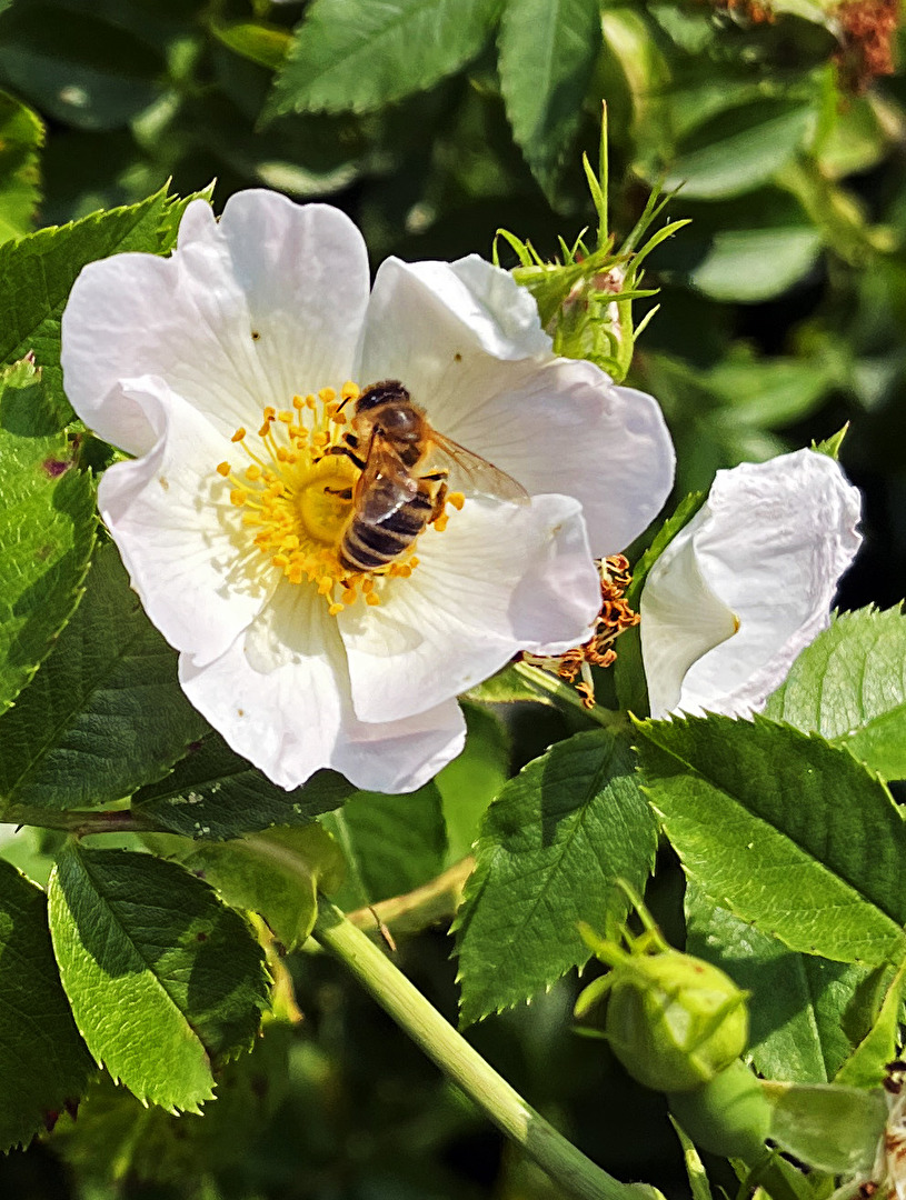 Blüte mit Insekt...