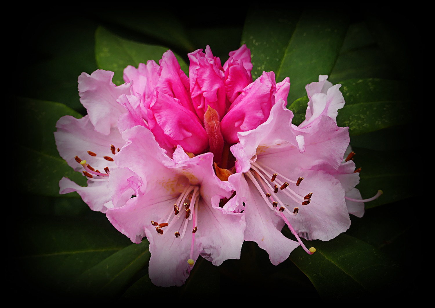 Rhododendron