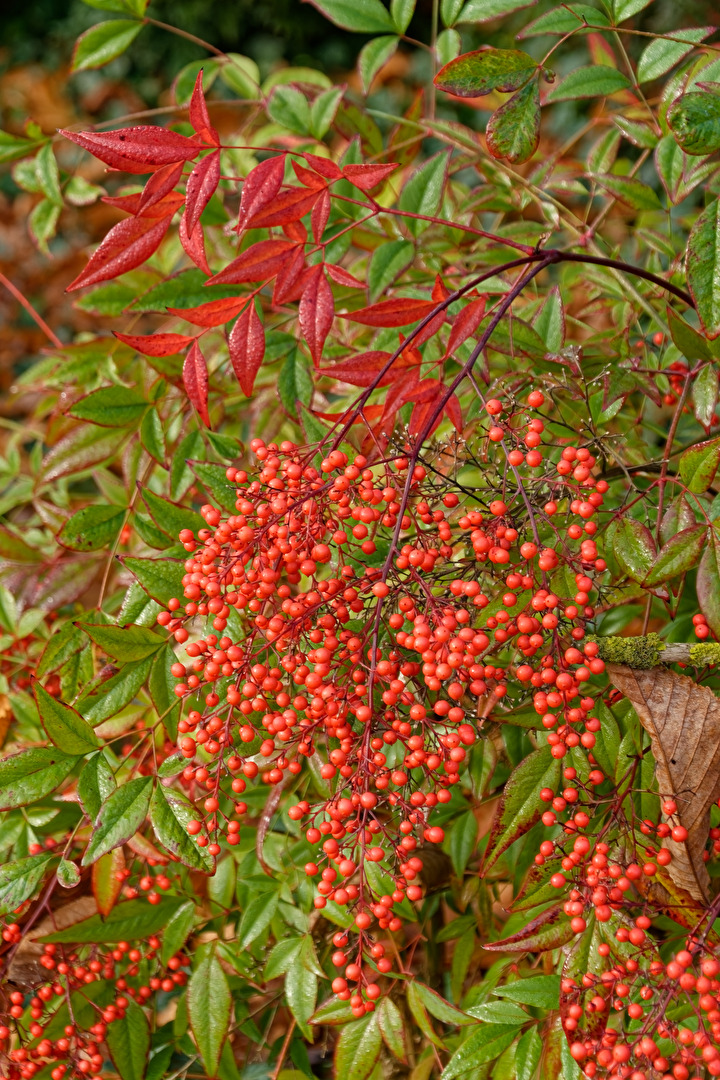 Herbstliche Blätter