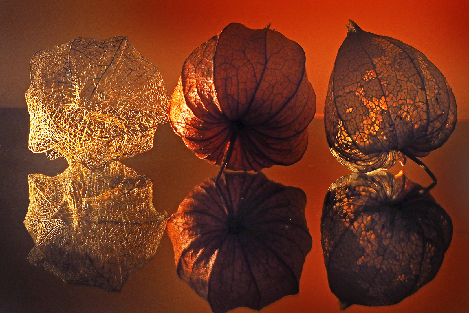 Physalis