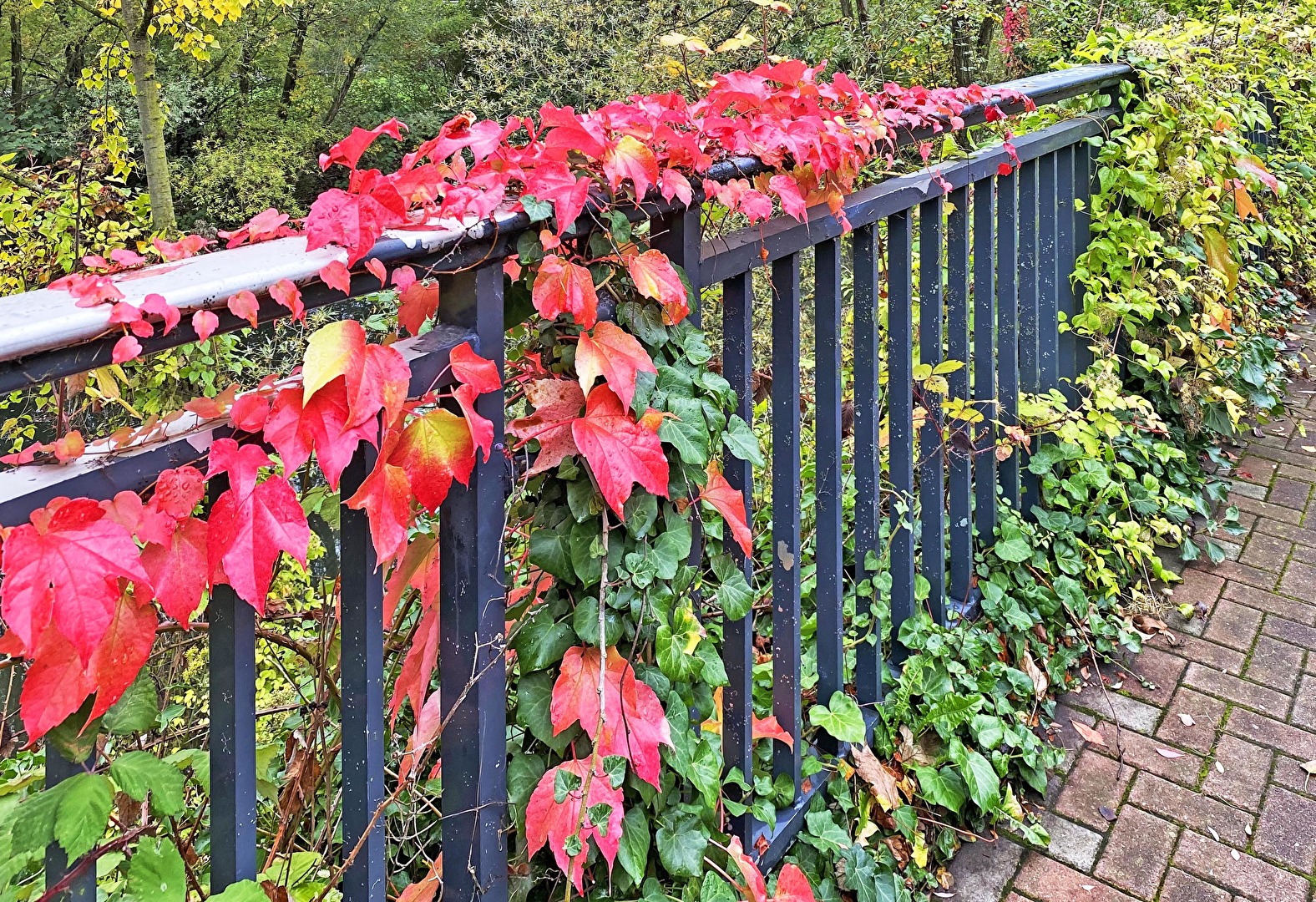 Unkraut, geschmückter Zaun...