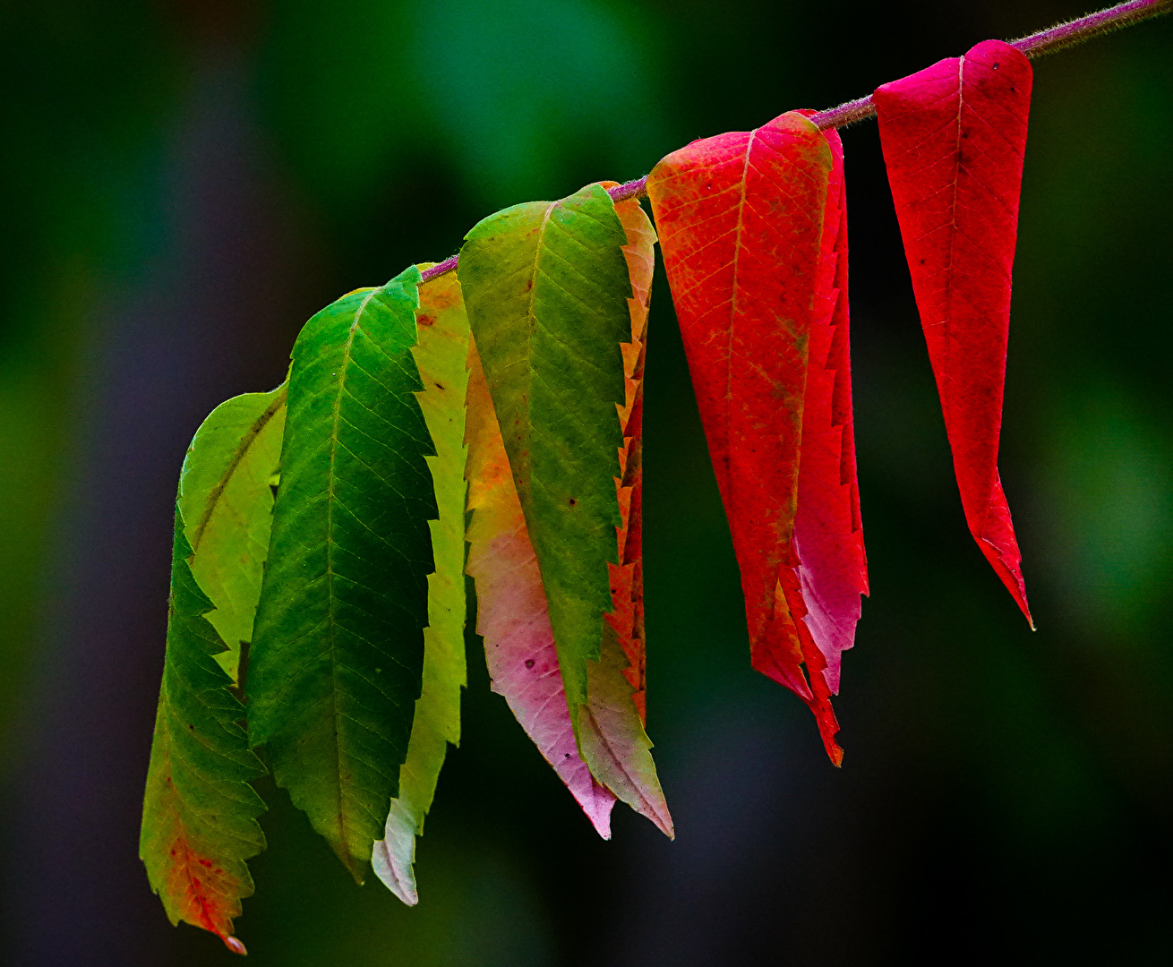 Blätter im Farbenmantel