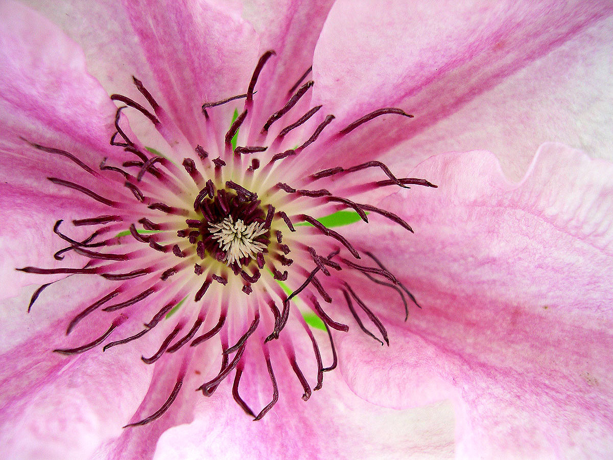 Clematis