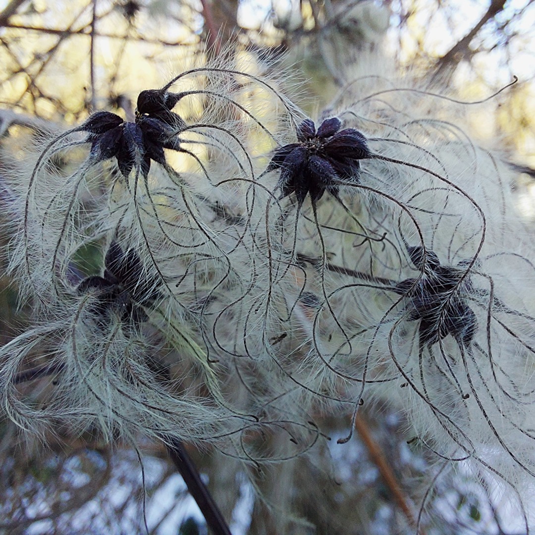 Clematis im Winter