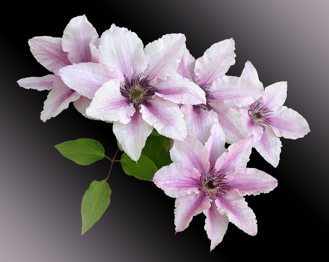 Clematis