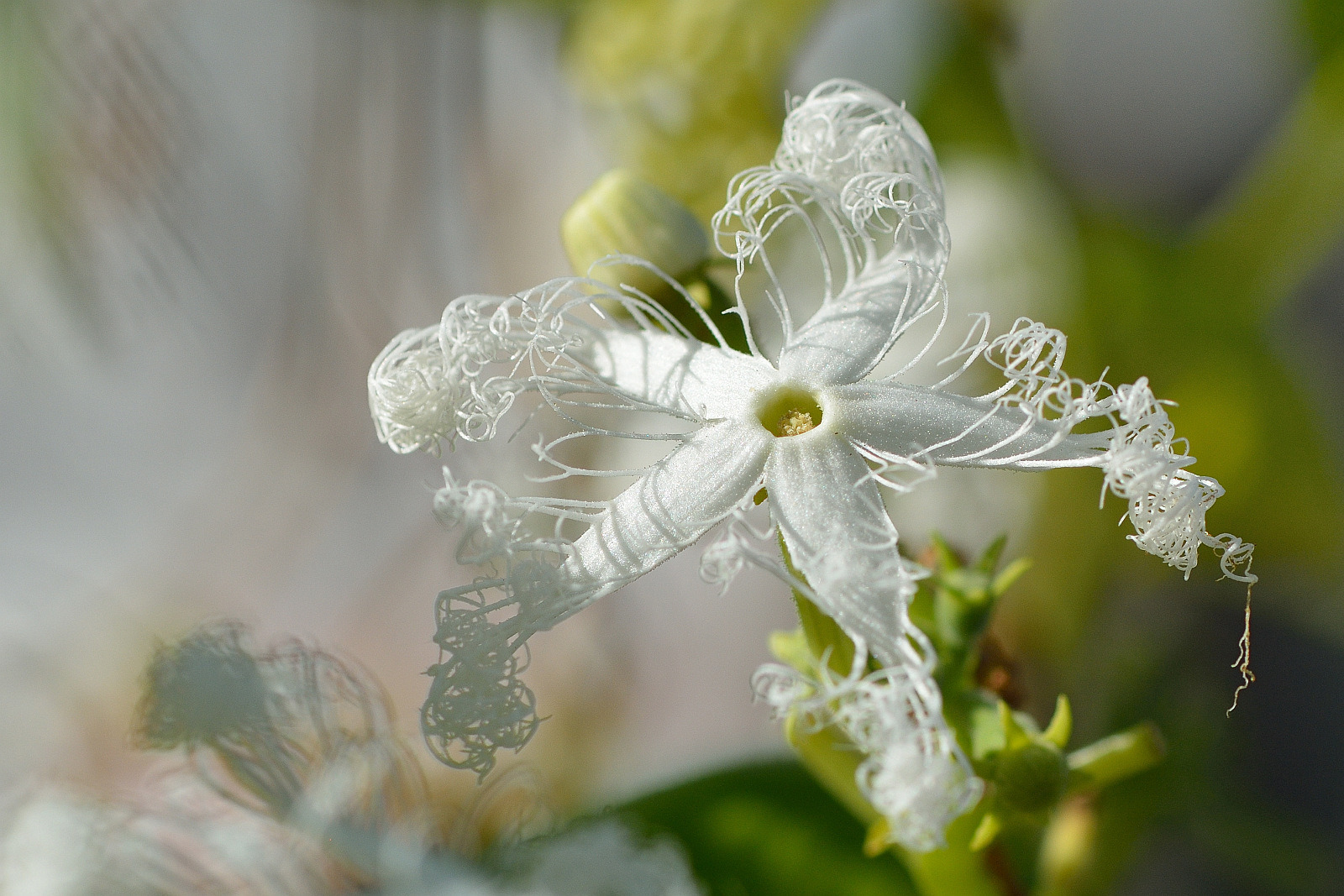 Blüte der Schlangenhaargurke