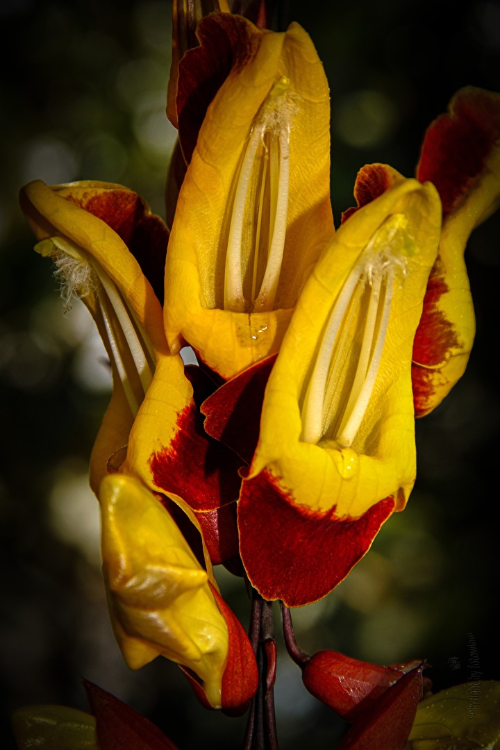 Thunbergia