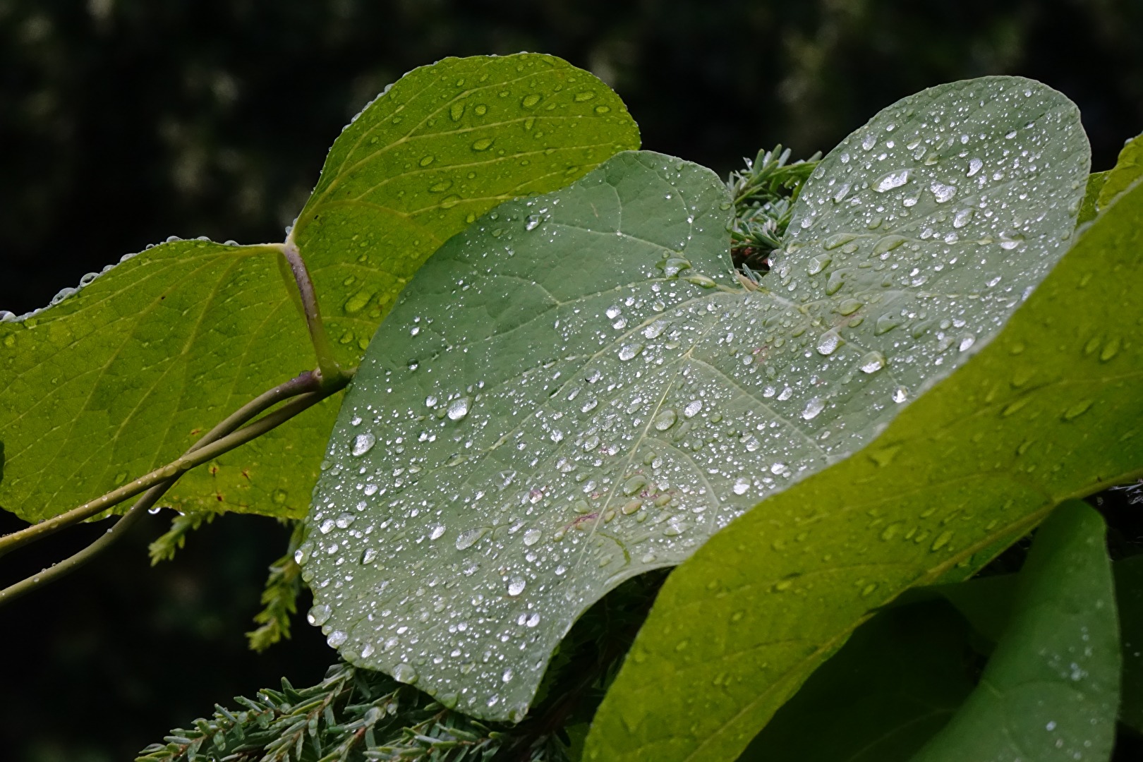Hedera helix ( gemeiner Efeu)