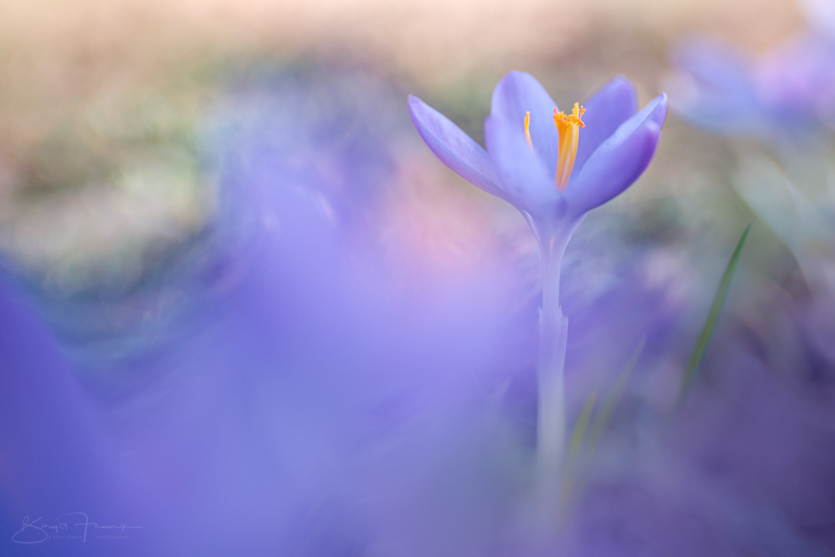 Denkt euch, ich habe den Frühling gesehen...