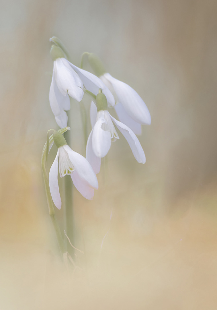 Schneeglöckchen