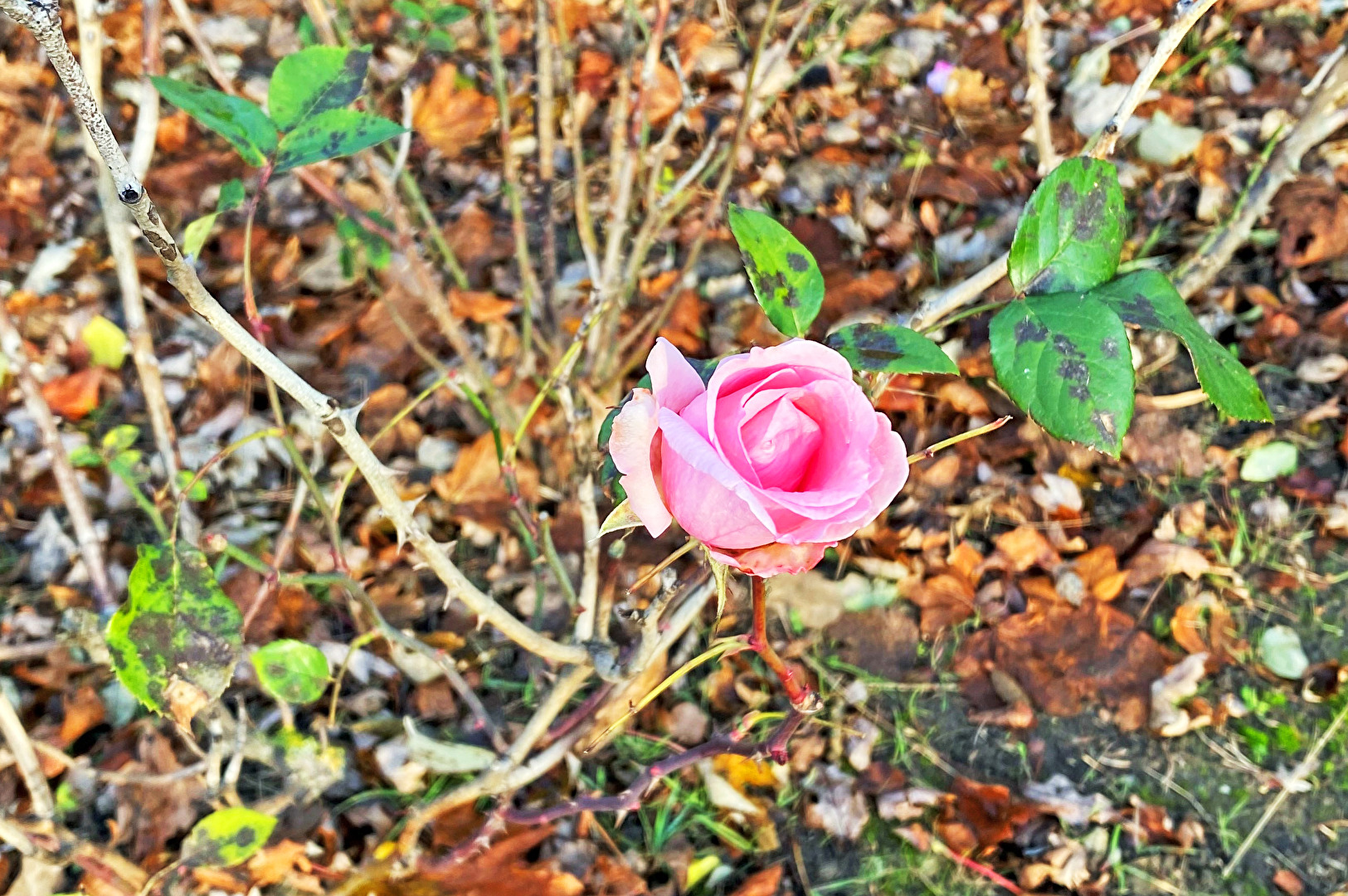 Die letzte Rose…