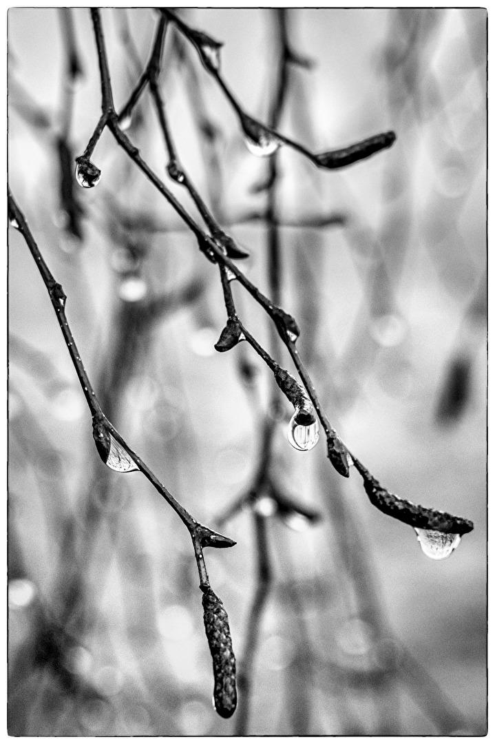 Im Nebel weint das Geäst