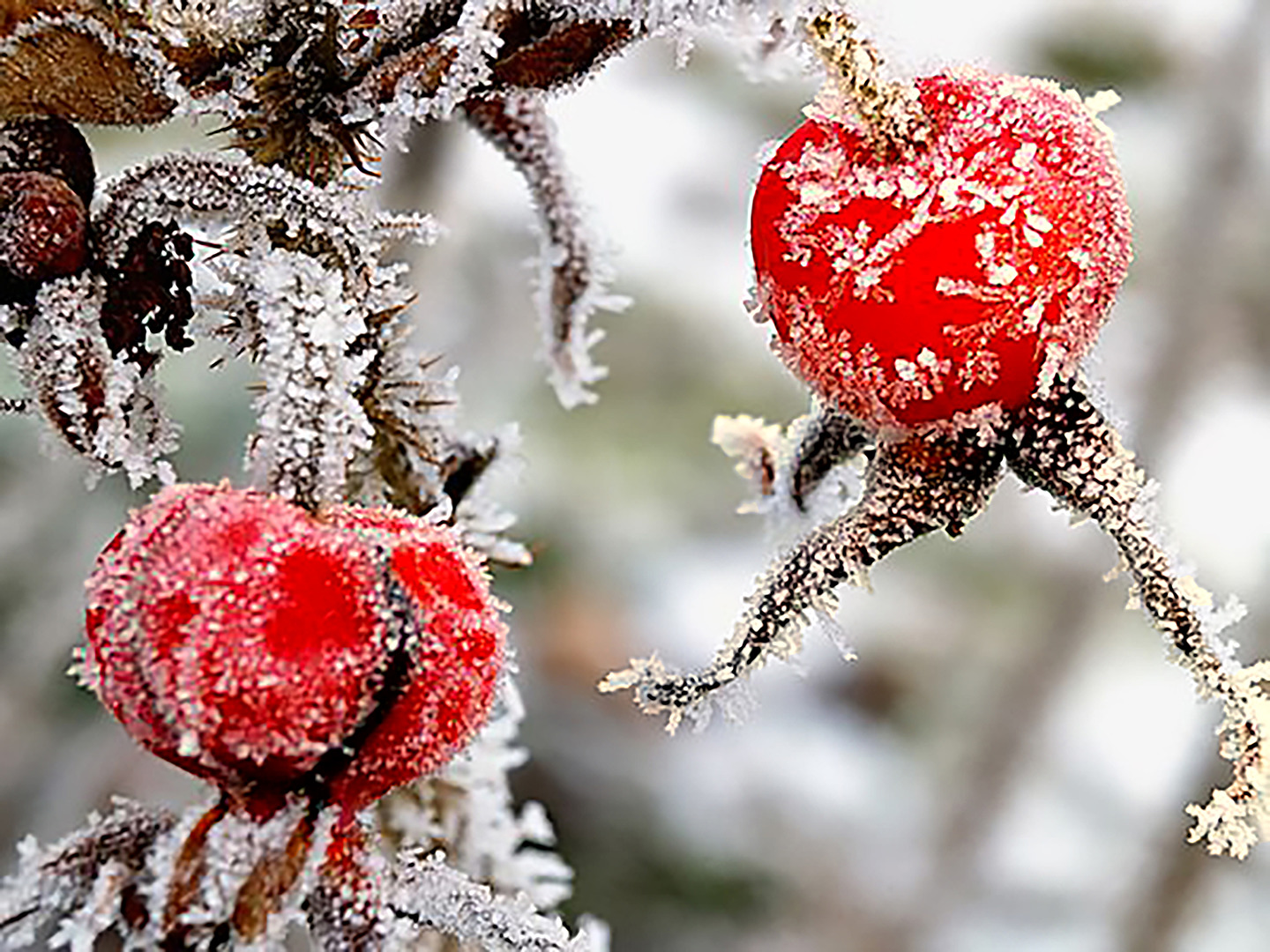 Hagebutten im Winter