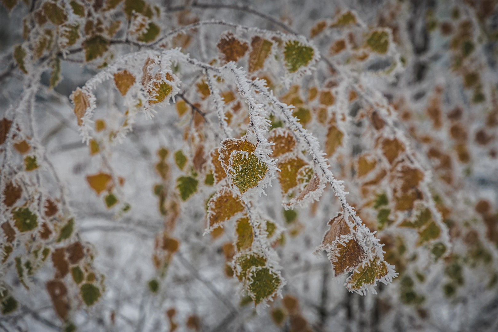 Weisse Farben