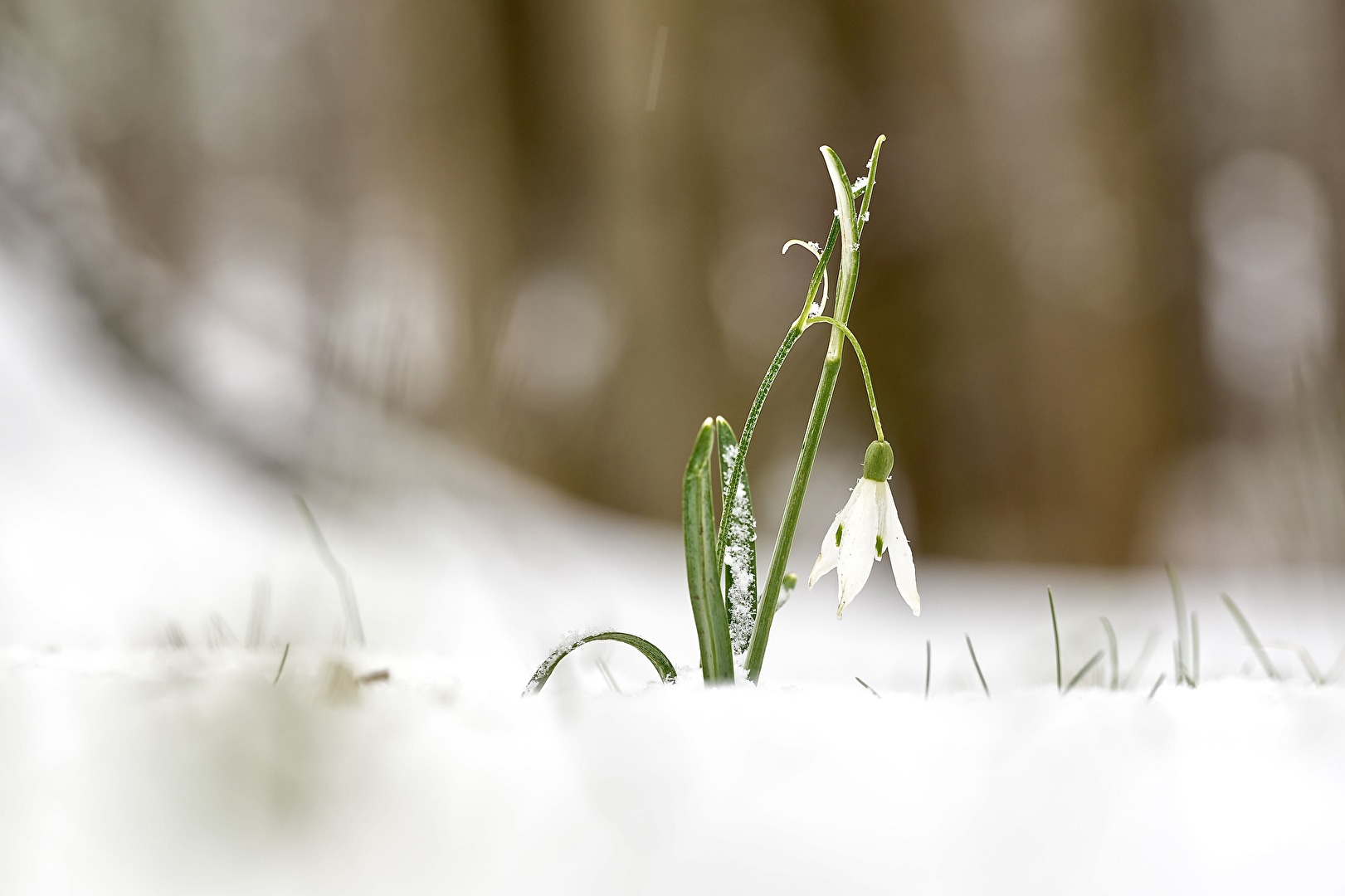 Erstes Schneeglöckchen