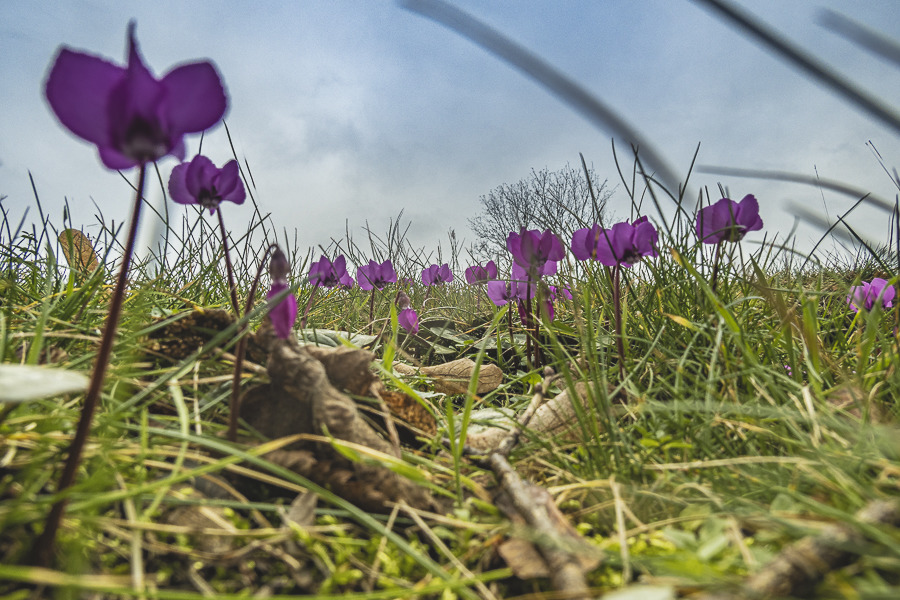 Im Schloßpark da blühen die Alpenveilchen ! � �