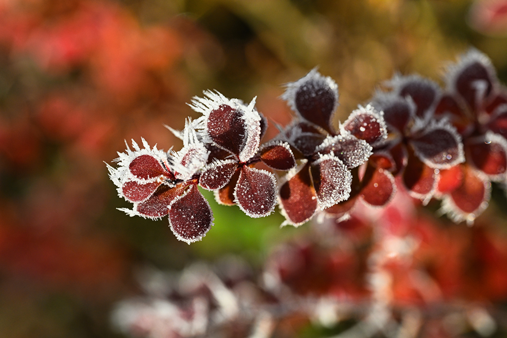 Ein frostiger Vorbote auf den kommenden Winter