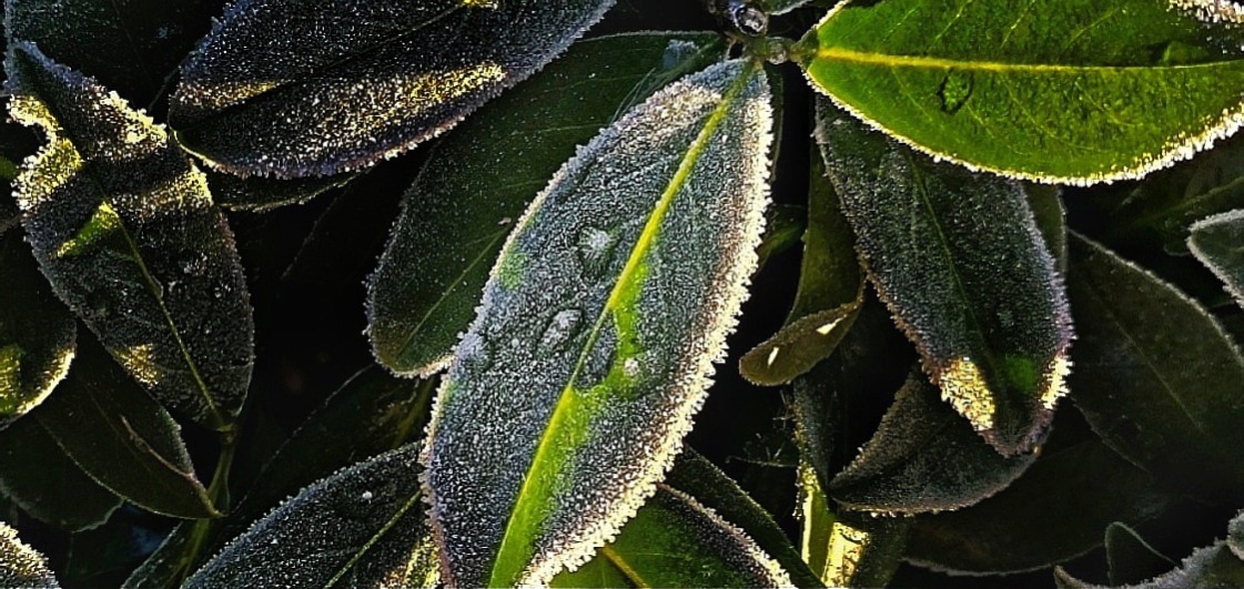 Frostiges Grün