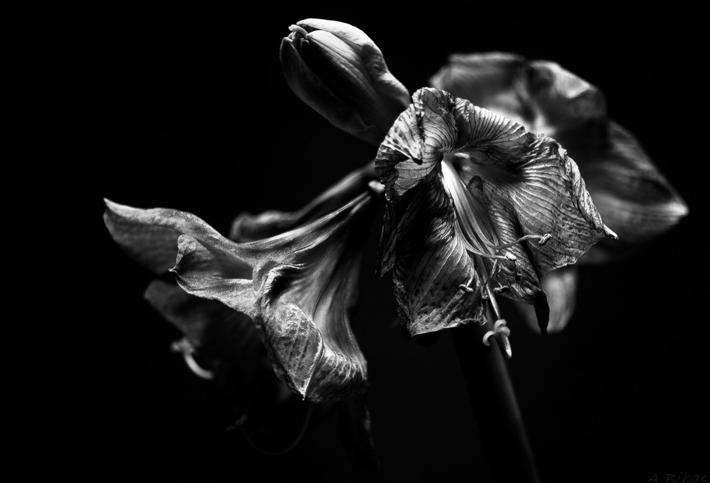 #Monochrom