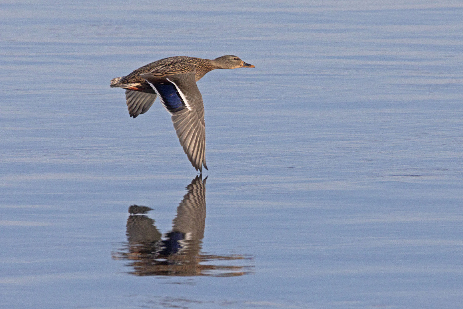 Frau Stockente im Vorbeiflug