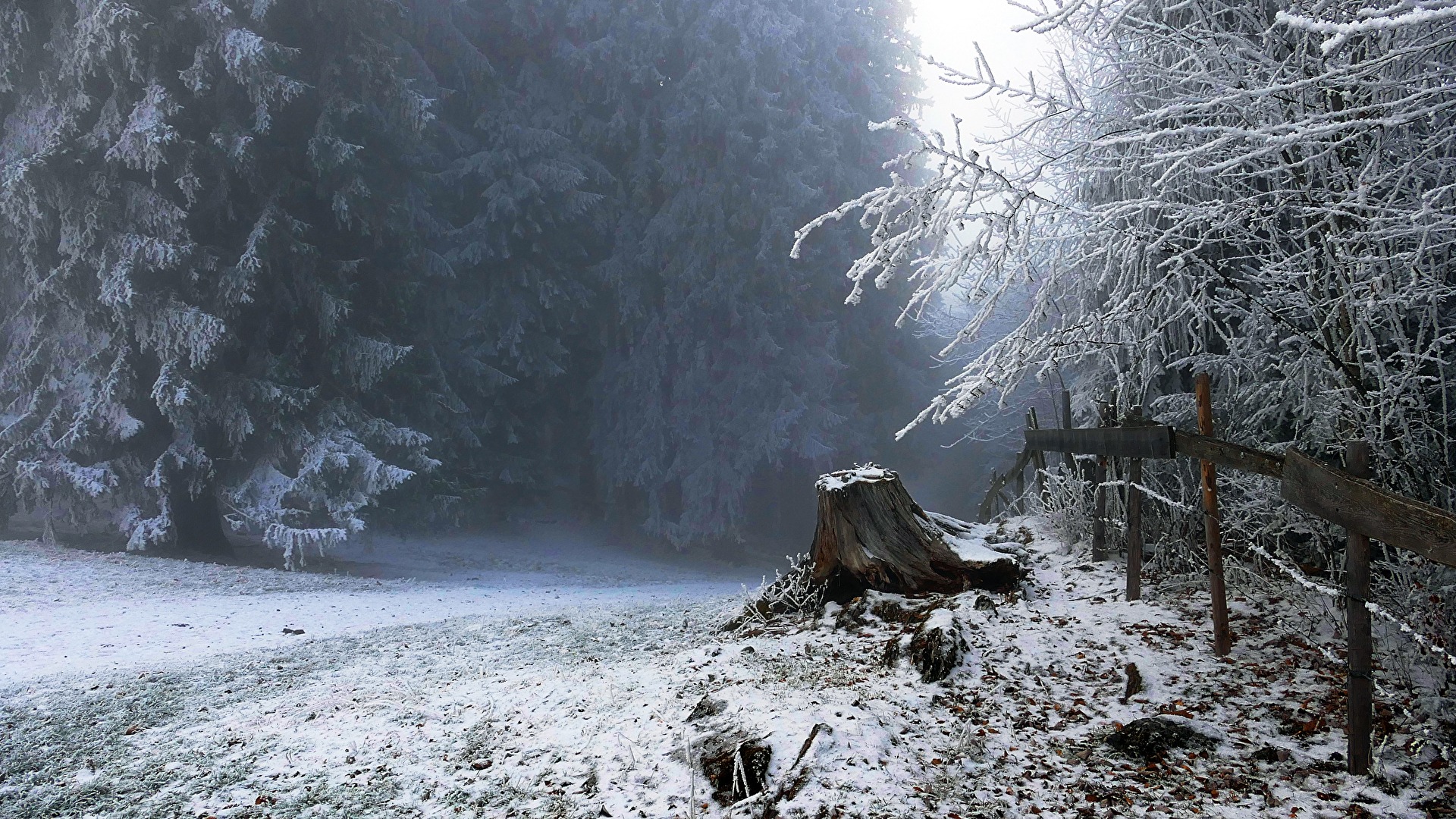 Winterwald im Allgäu