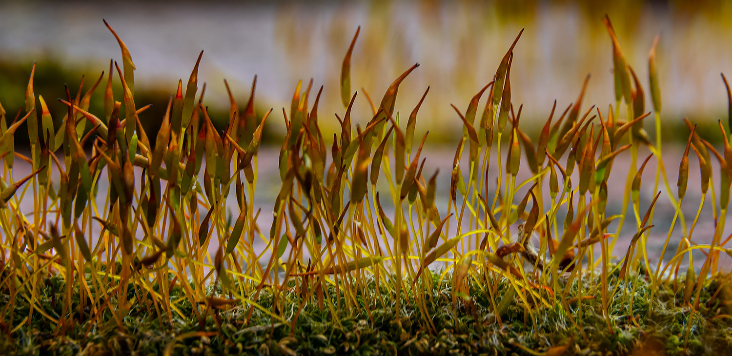 Sporophyte